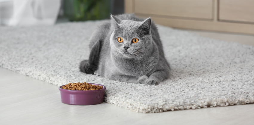grey cat with a bowl of cat food